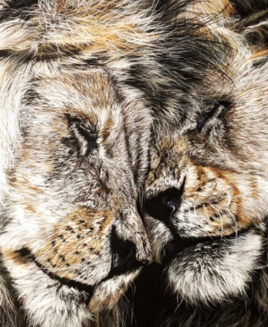 Detail 2 of Brothers by Deimante Bruzguliene